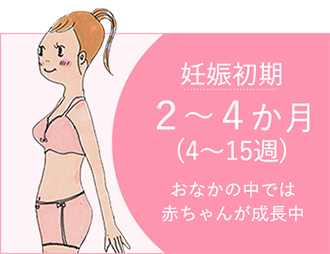 妊娠初期 ２～４か月 (4～15週) おなかの中では赤ちゃんが成長中